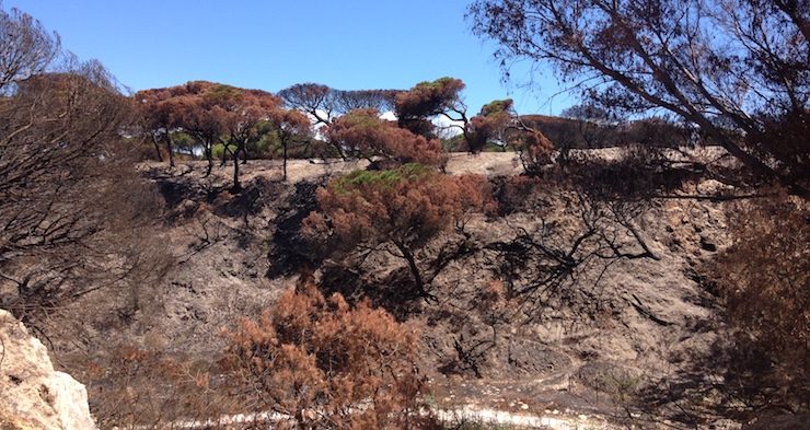 Monte quemando en la inmediaciones del parque nacional de Doñana.