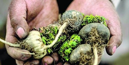 maca planta adaptógena