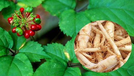 ginseng
