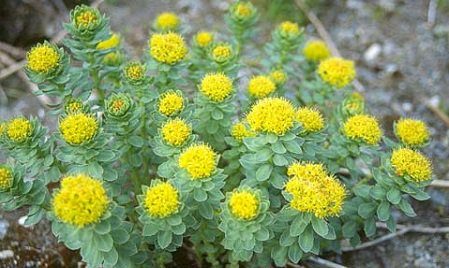 rhodiola rosea