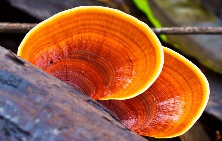 hongo reishi