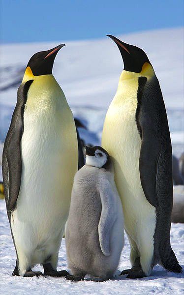 Pingüino emperador.
