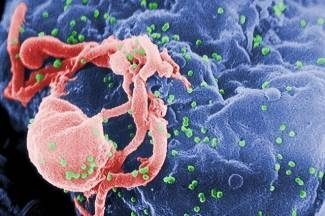cell cell