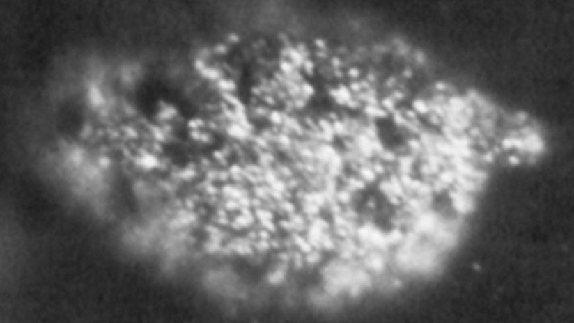 Microfotografía de la primera muestra aislada de berkelio, de 1.7 microgramos de peso.