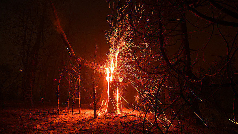 burning tree arbol
