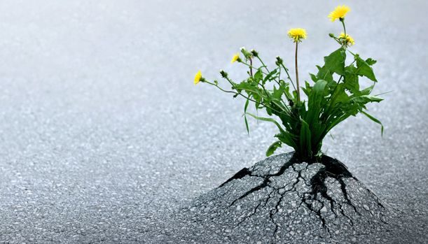 flor saliendo de asfalto
