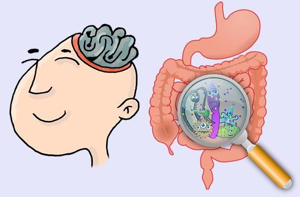 cerebro intestino