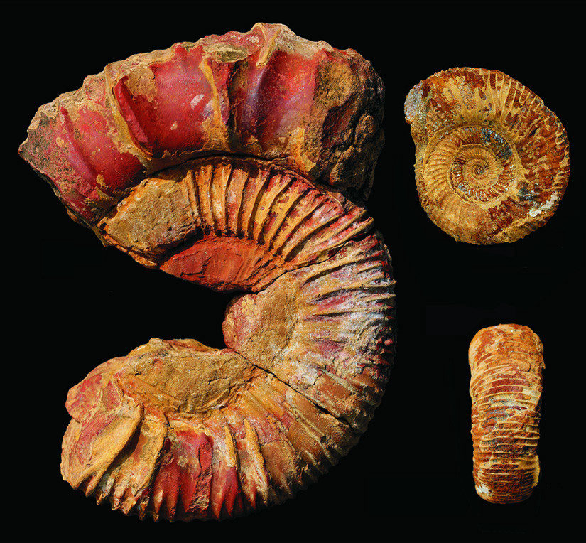 fossil india