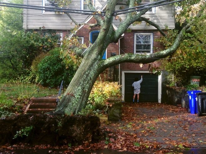 Los enormes árboles caían en las viviendas. Foto: AP