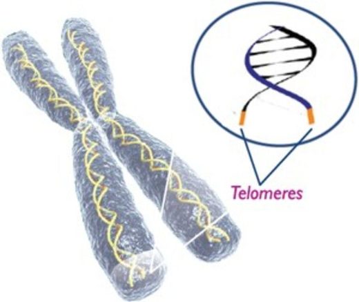 telómeros