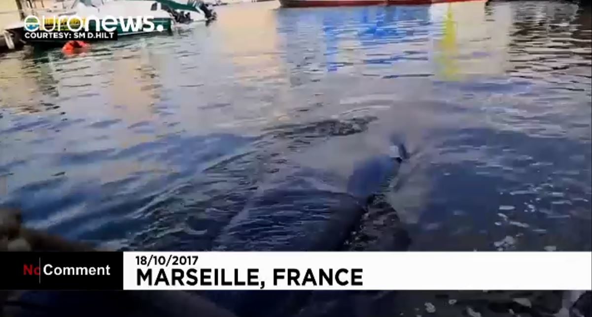 ballena marsella