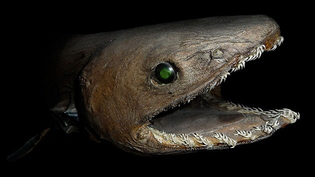 tiburón anguila