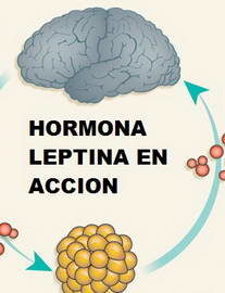 hormona leptina