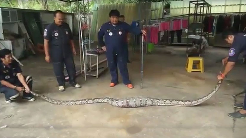 snake thailand
