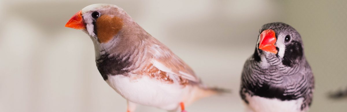 pájaros