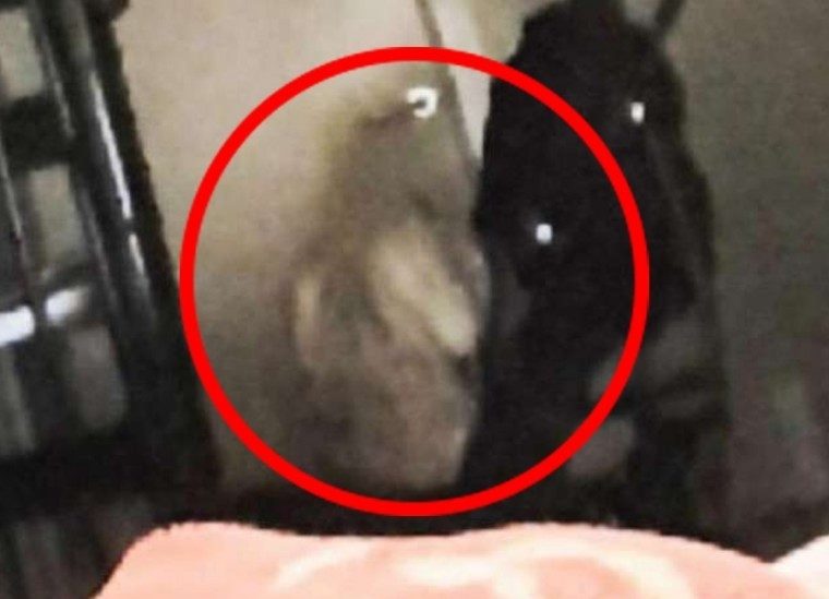 fantasma