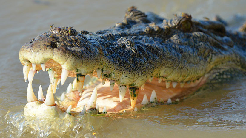 cocodrilo crocodile