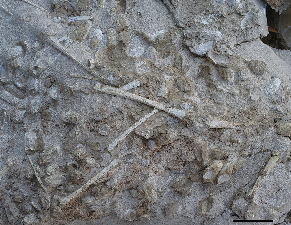 petrosaur egss fossils China