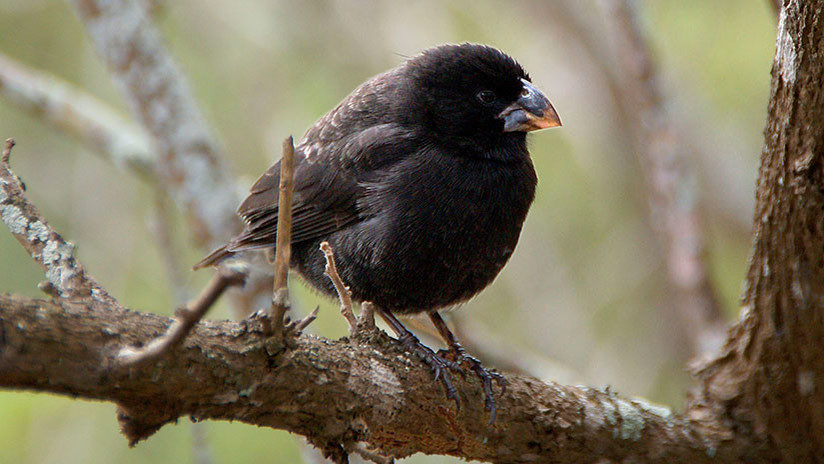 pinzon de darwin
