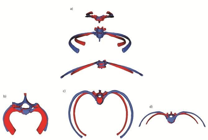 neanderthal homo sapiens oxygen rib cage costillas