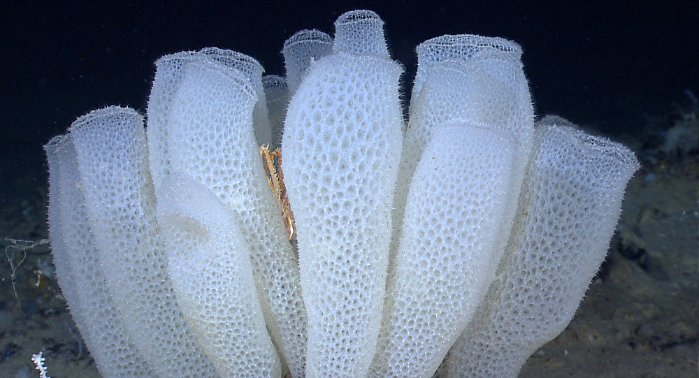 esponjas