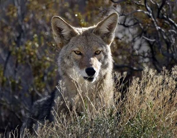 Coyote