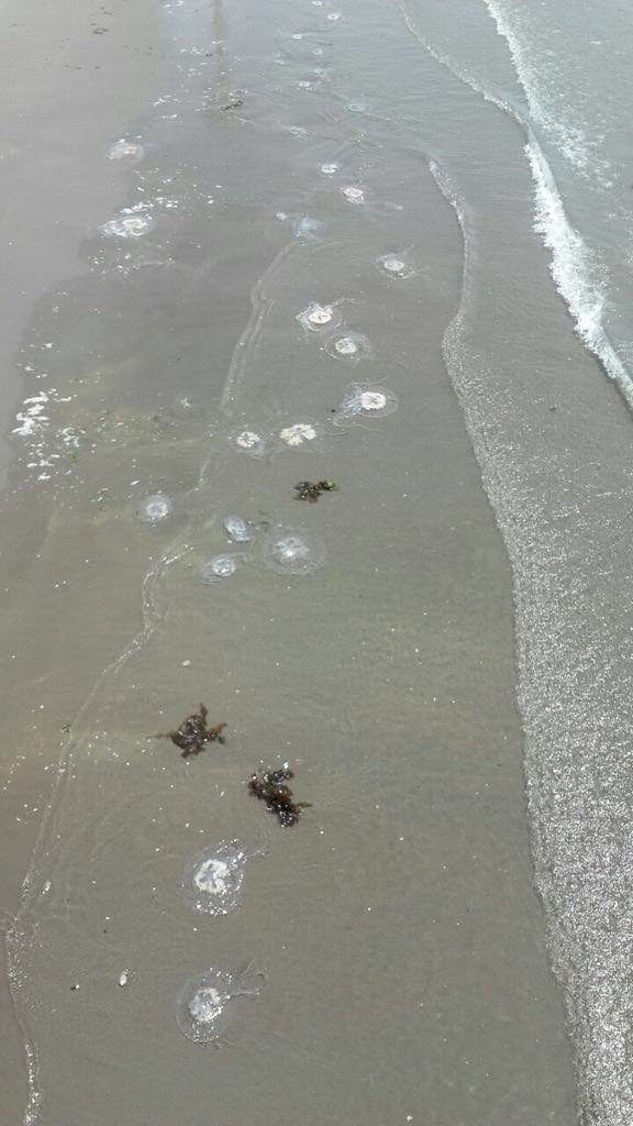 jellyfish medusa