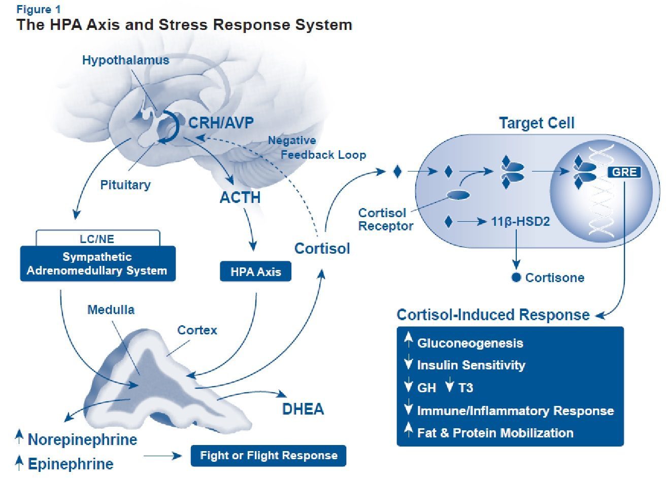 Cortisol feedback