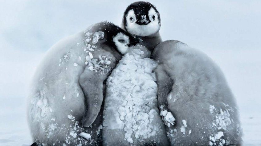pingüinos frío