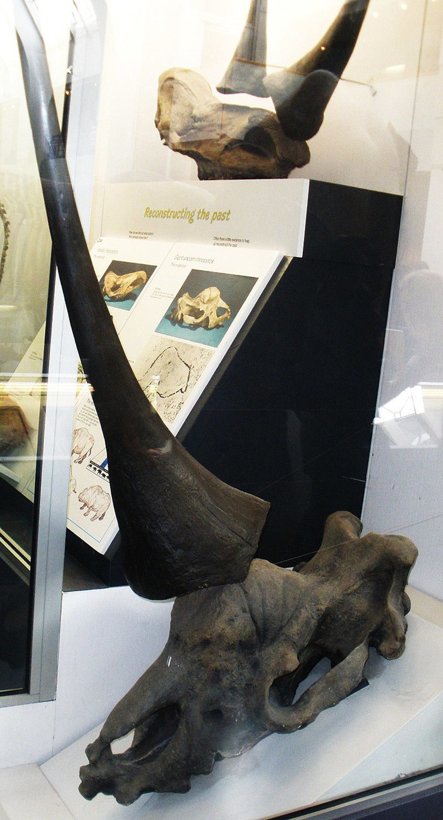 Fósil de Elasmotherium exhibido en el Museo de Historia Natural de Londres, Reino Unido