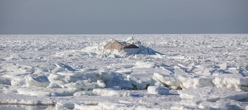 Sea Ice covers cape cod