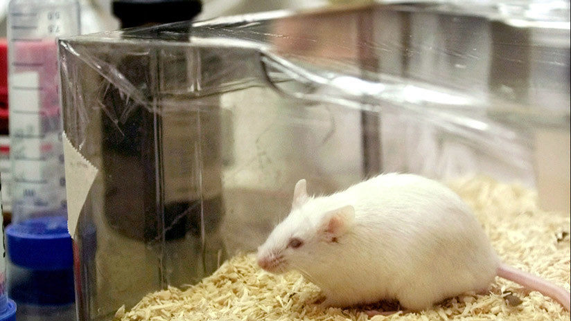 lab rat mouse raton
