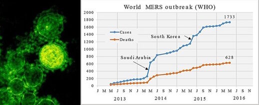MERS deaths