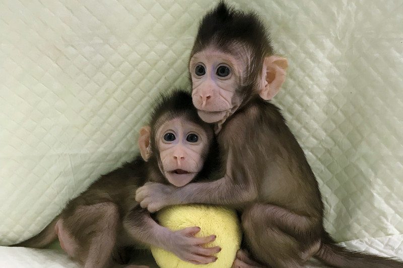 monkey