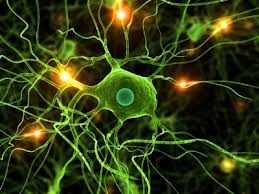 neuronas