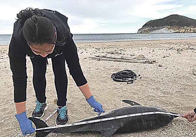 SAD SIGHT: One of the dolphins to become stranded last month.