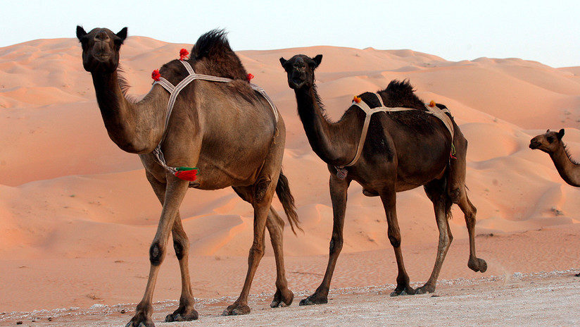 camels camellos