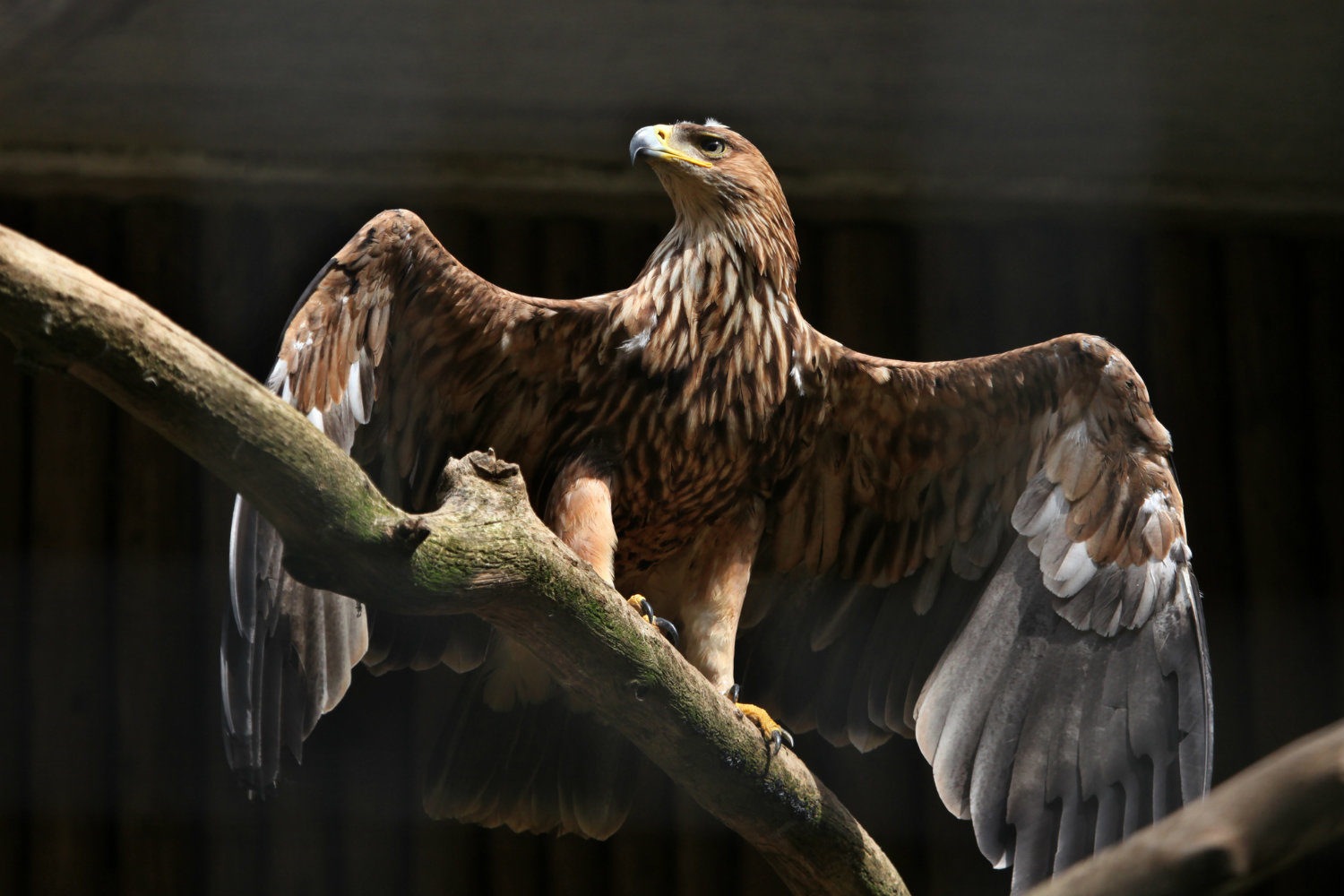 An eastern imperial eagle.