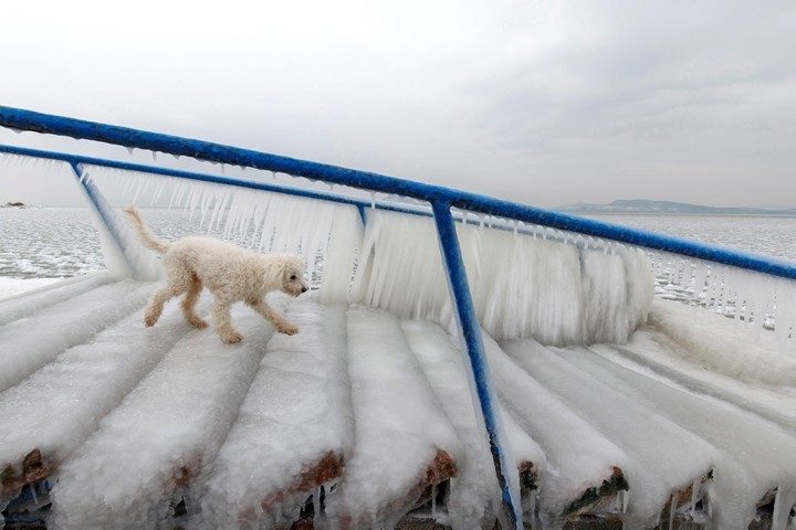Un perro camina sobre hielo