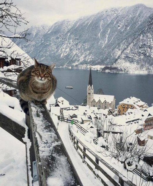 Cat Hallstatt