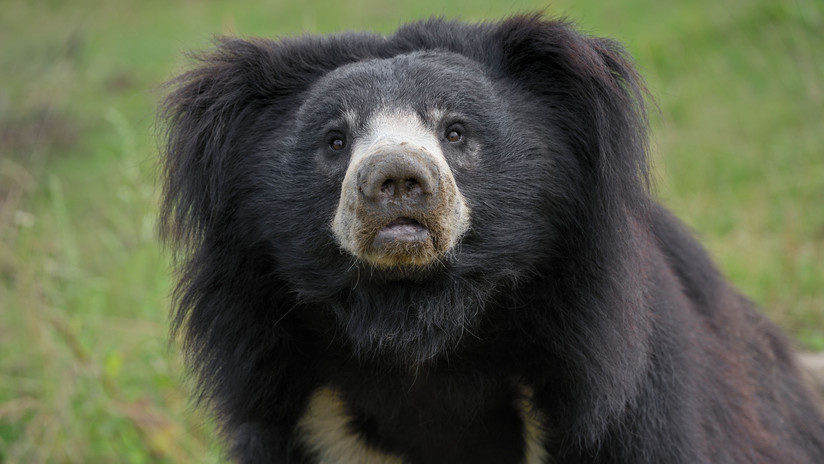 bear oso