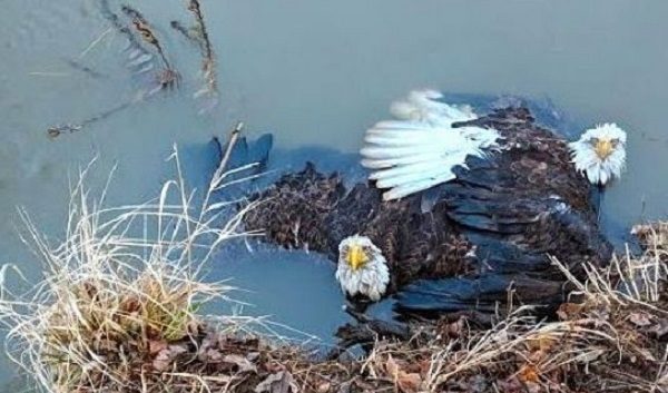 These two eagles were rescued by Rebecca Weaver and her daughter along the Susquehanna River bank near Bloomsburg on Sunday, Feb. 25.