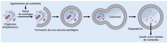 Etapas en el proceso de degradación de orgánulos celulares durante la (macro)autofagia. Fuente