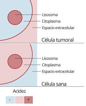 Diferencia de ph en células sanas y tumorales. Elaboración propia