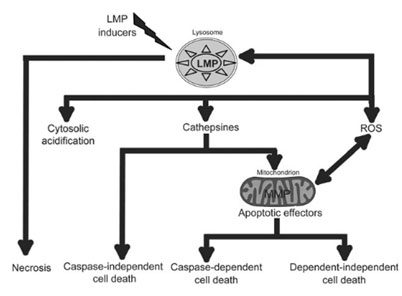 Cascada de sucesos tras la permeabilización de lisosomas (LMP) y vertido de catepsinas en el citoplasma