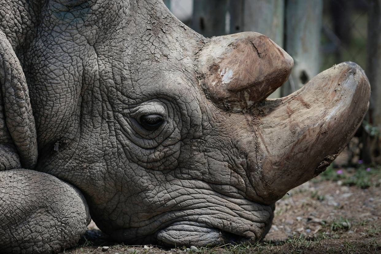 ultimo rinoceronte blanco macho
