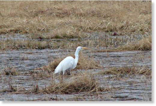 great egret