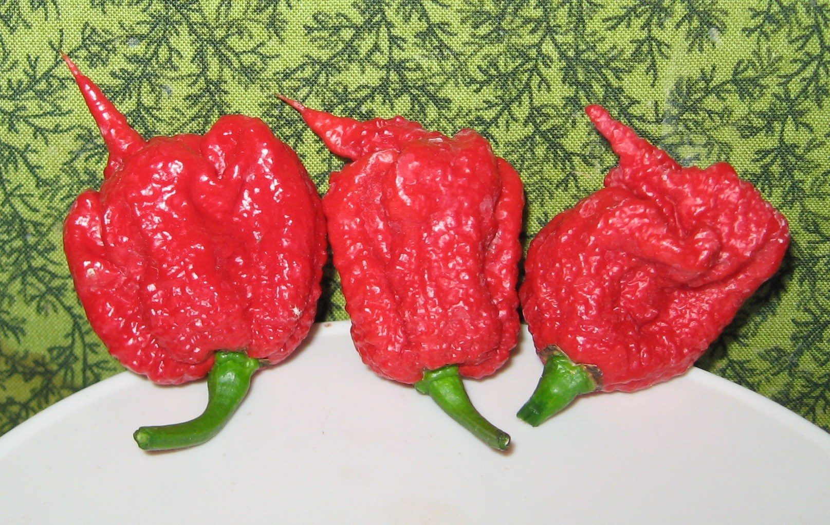 Carolina Reaper,chile