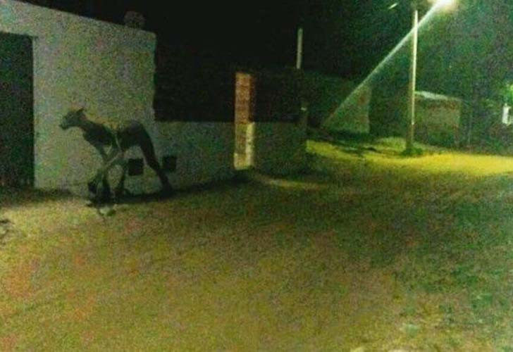 Pánico por extraña criatura que asesinó a dos perros en Santa Fe.