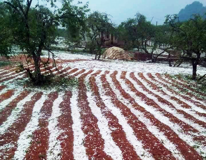 Hailstorms late on Saturday damages an orchard in Son La Province.